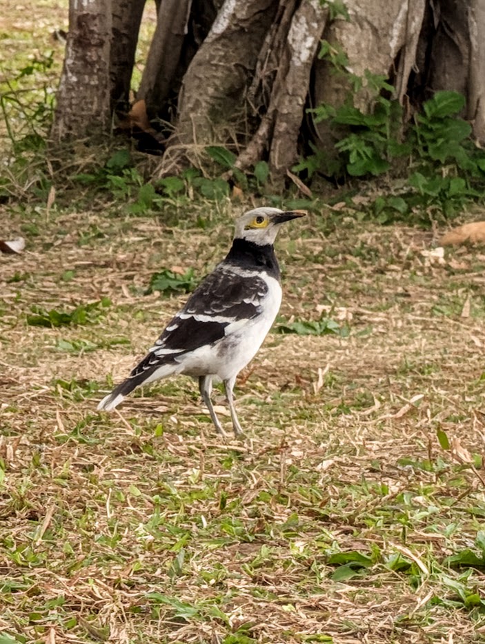 Figure 5: Although blurry, the diagnostic features of the Black-collared Starling are clear