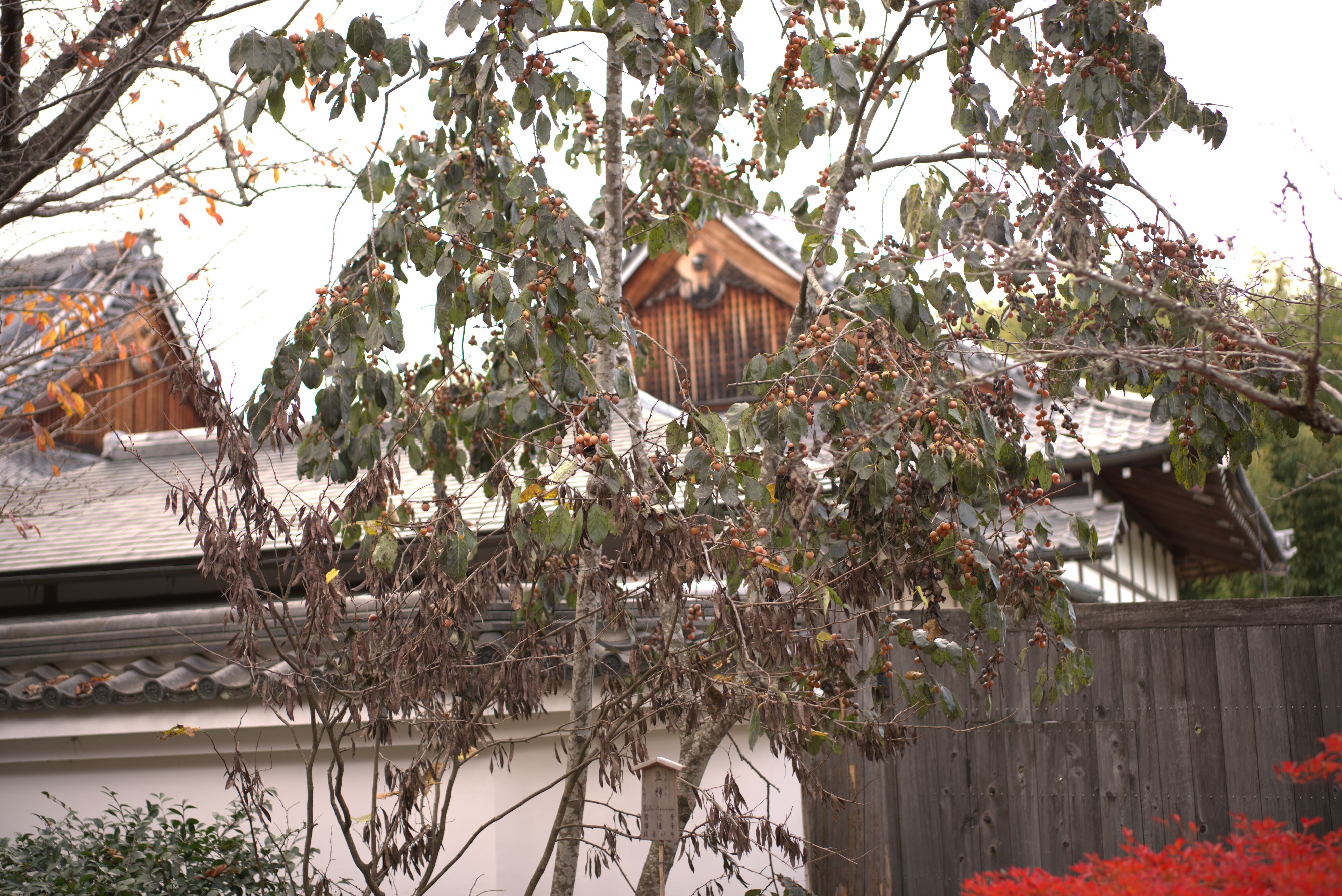 Figure 12: 豆柿能吃吗？