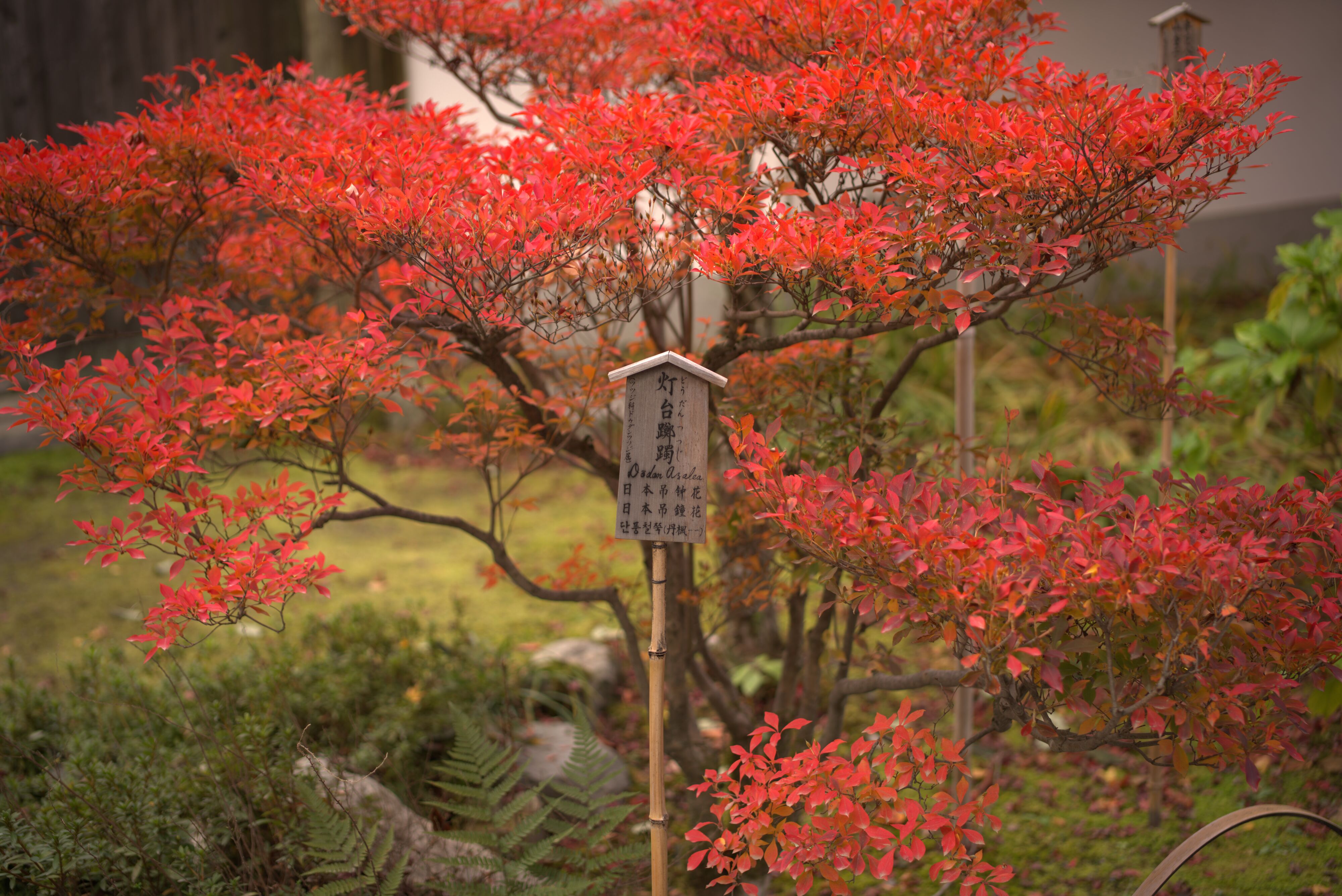 Figure 11: 日本吊钟花这个日本名字灯台踟躅有点意思