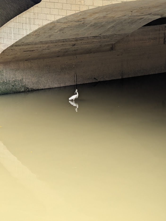 Figure 3: The elegant breeding plumes of a Little Egret