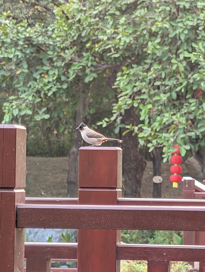 Figure 2: Sooty-headed Bulbul