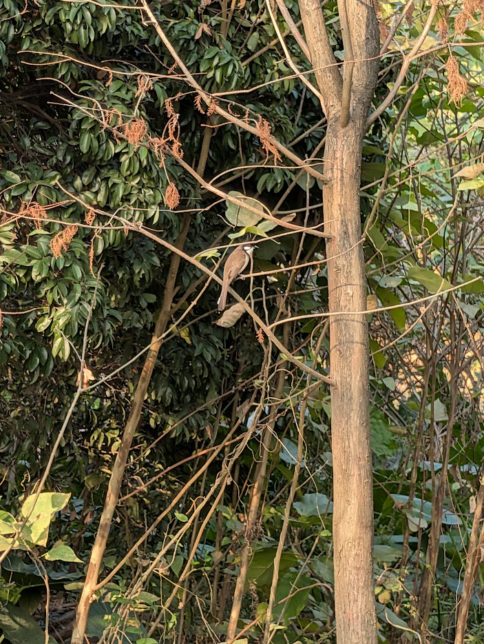 Figure 1: Red-whiskered Bulbul