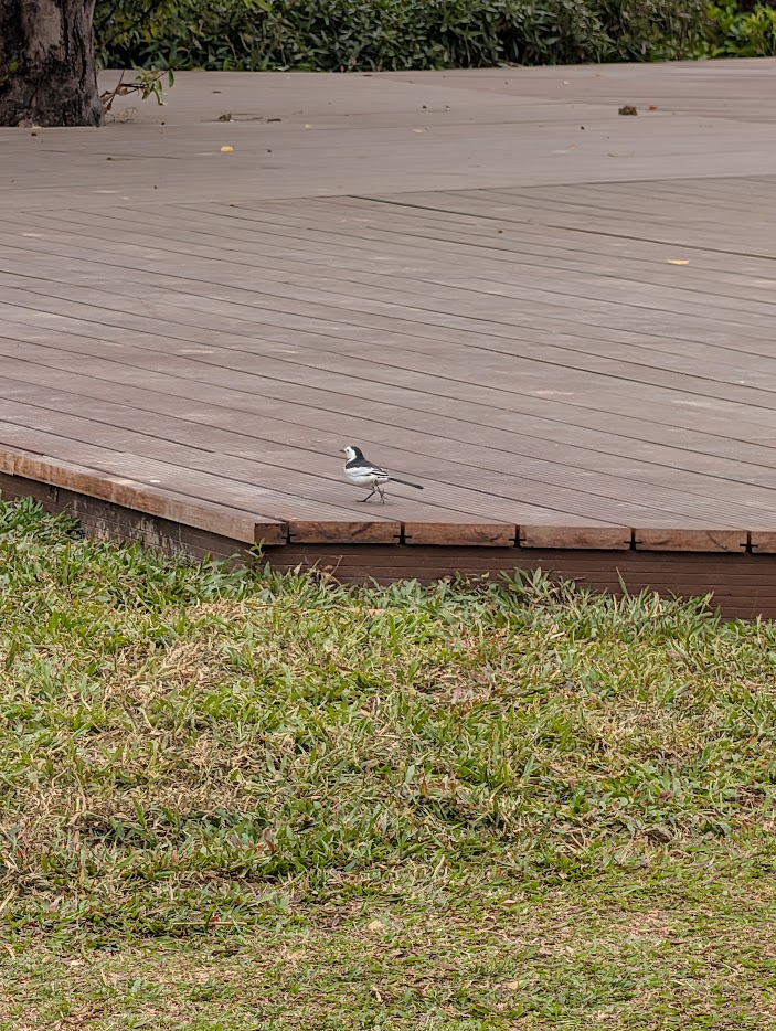 Figure 4: The White Wagtail I failed to photograph clearly the day before