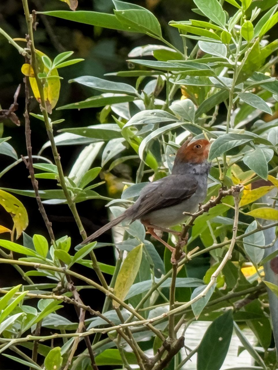 Figure 27: 灰缝叶莺(Pixel)