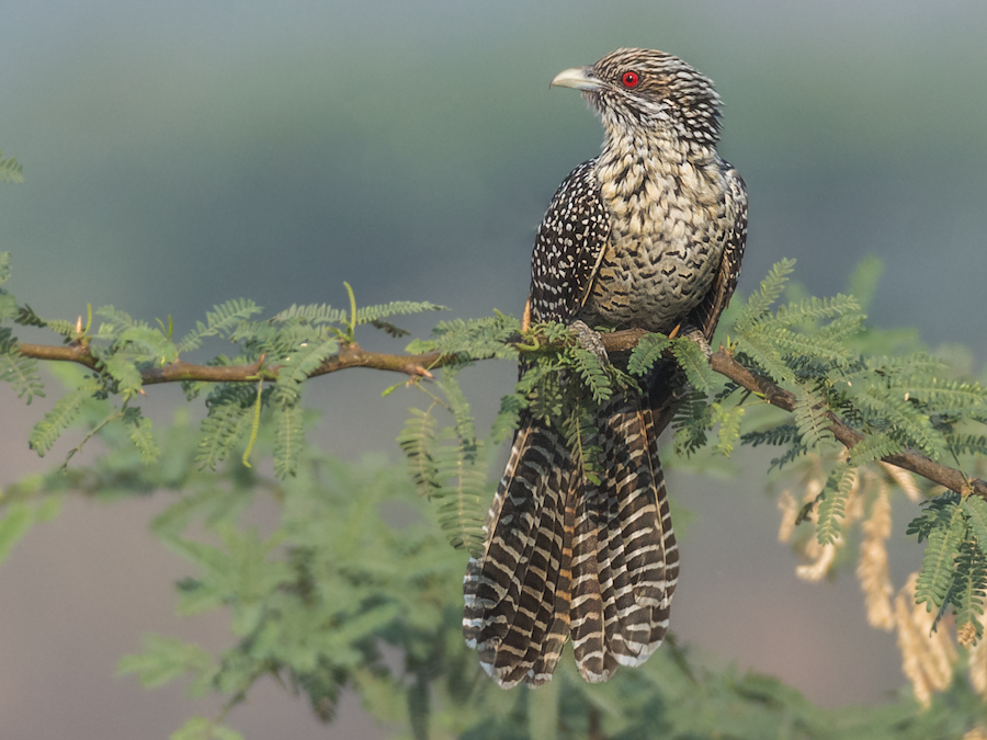 Figure 2: 雌性噪鹃/未成鸟雄鸟