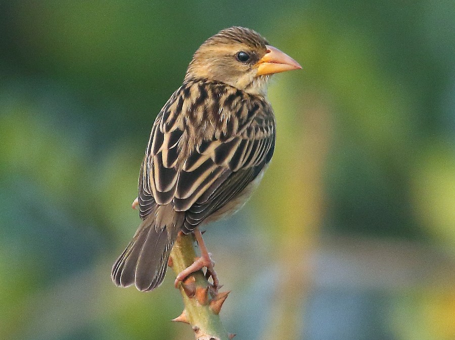 Figure 13: 黄胸织雀