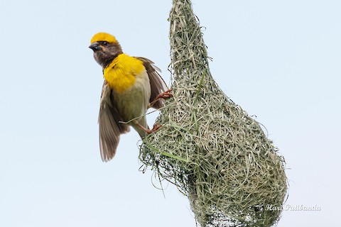 Figure 14: 繁殖期的黄毛雄性黄胸织雀和精巧的巢