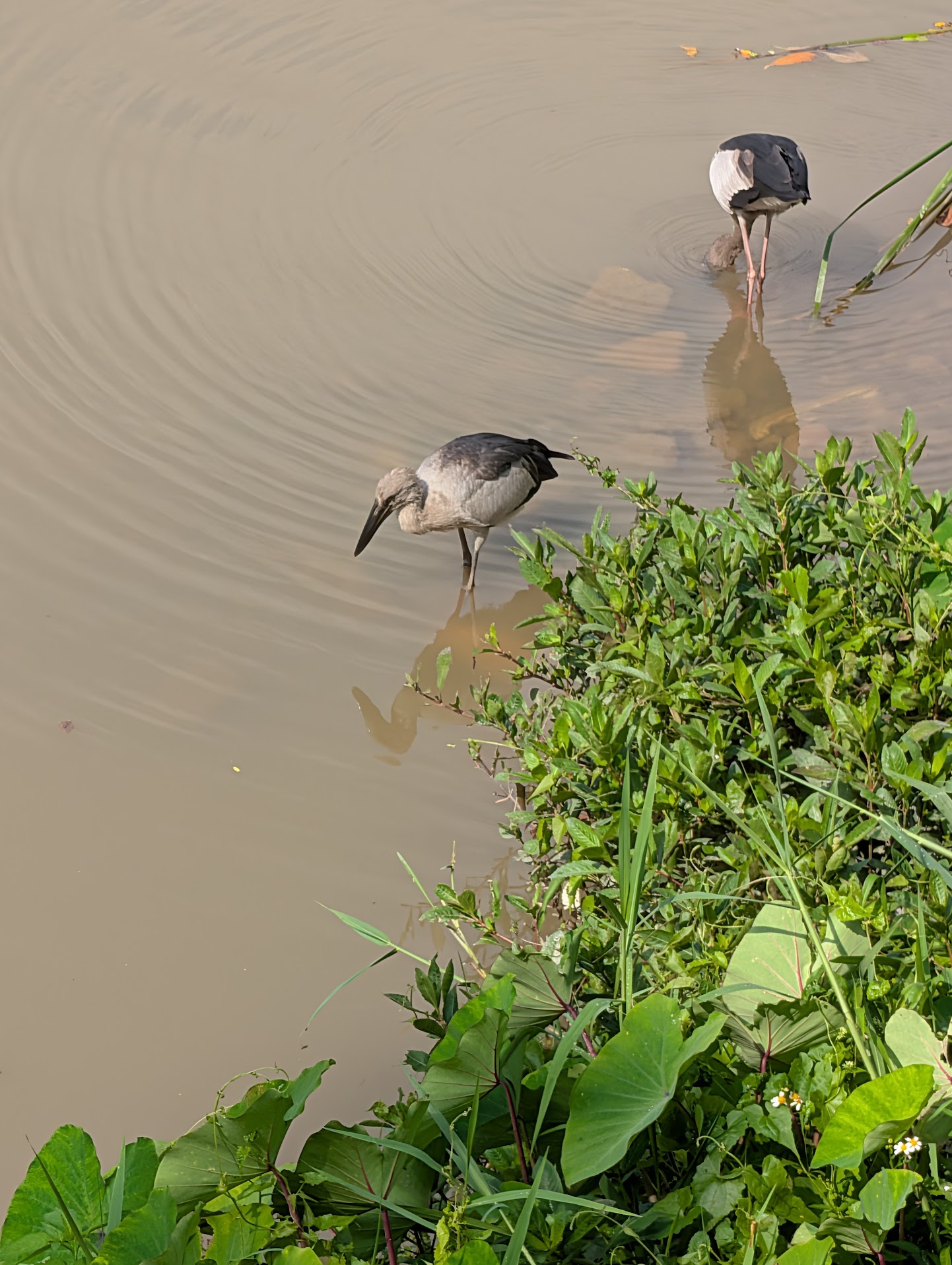 Figure 11: Asian Openbills in the river — instead of eating mollusks at Sungei Buloh, why are they here in the west?