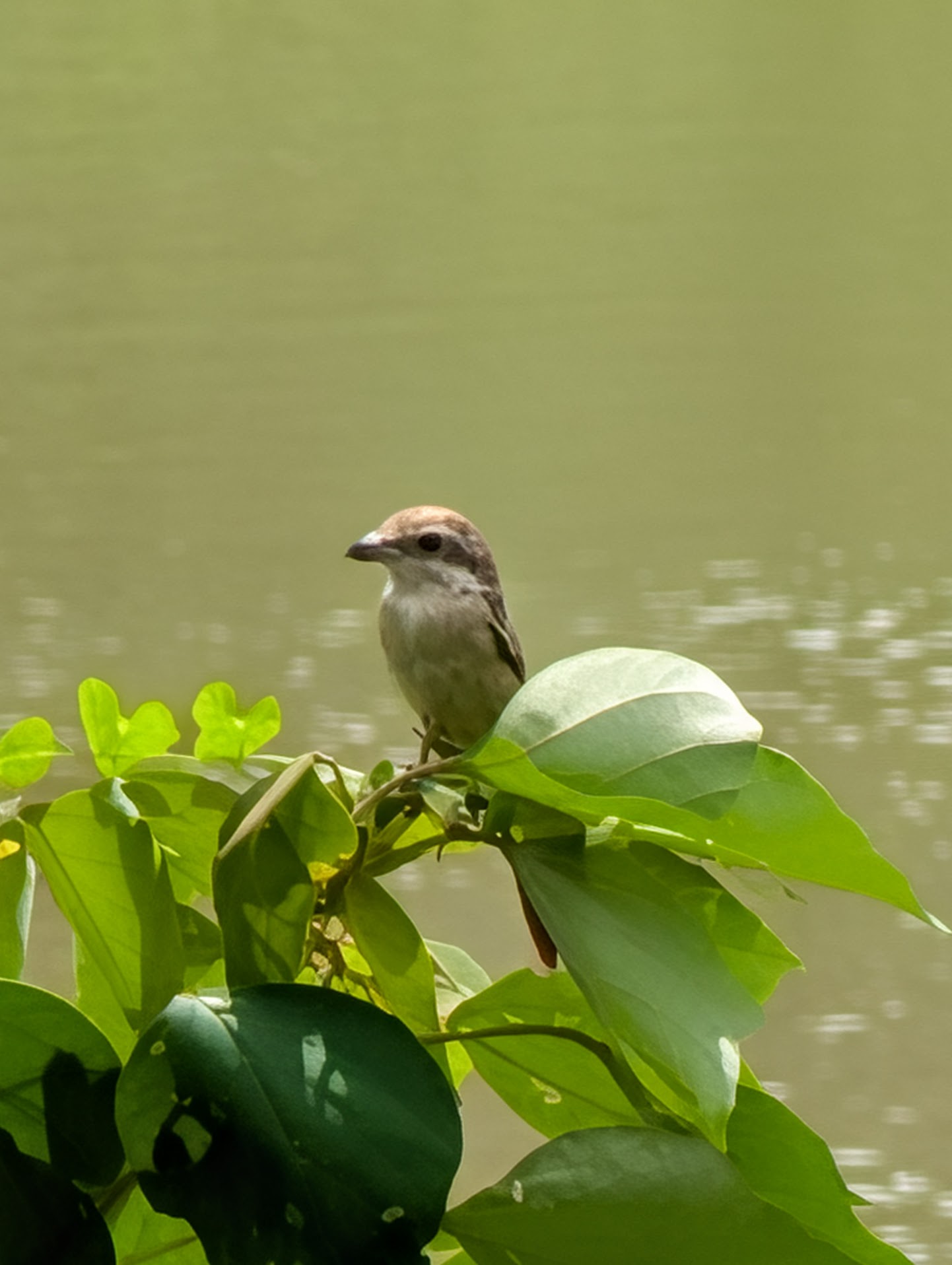 Figure 4: A slightly blurry shrike. I really like shrikes — my blog’s new logo is a shrike.