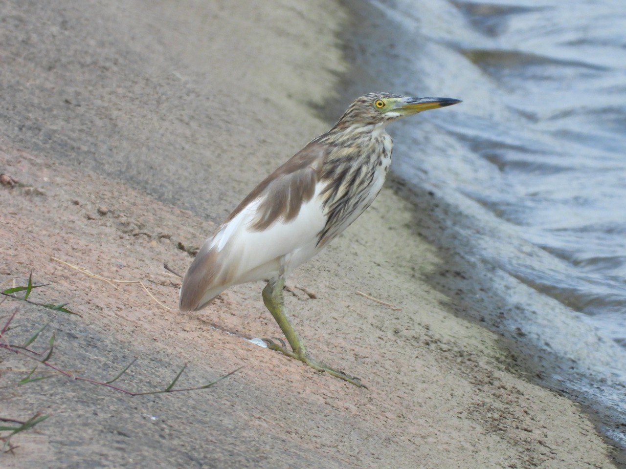 Figure 16: Honestly, I sometimes cannot distinguish juvenile Chinese Pond Heron from Yellow Bittern