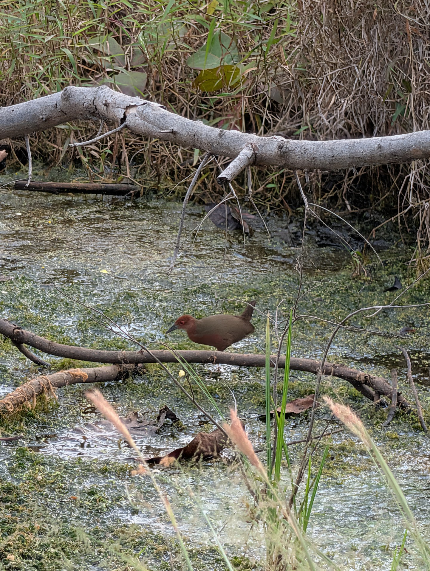 Figure 9: Ruddy-breasted Crake