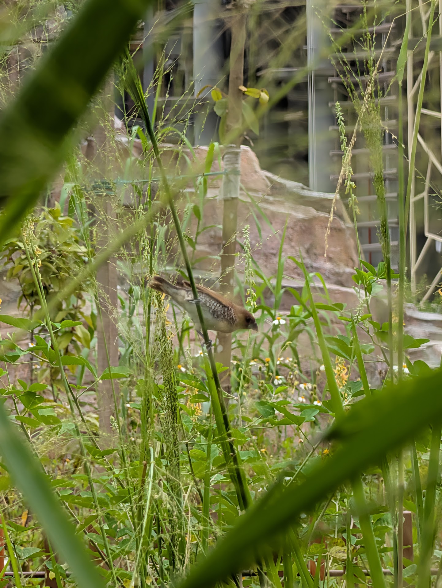 Figure 3: The Scaly-breasted Munia is much clearer