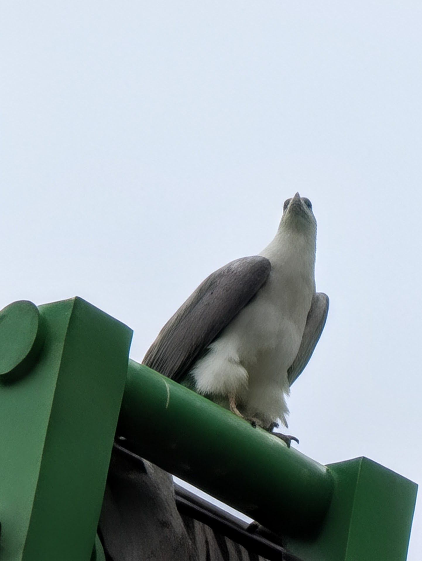 Figure 2: White-bellied Sea Eagle — Pixel did its best