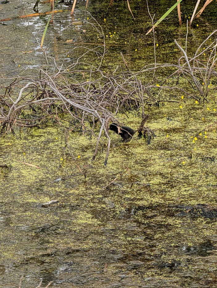 Figure 8: A dark little White-breasted Waterhen