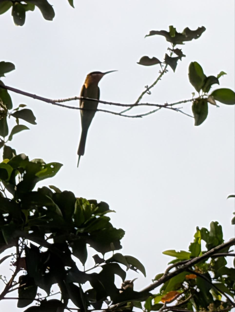 Figure 13: 尾巴看起来不蓝,喉部的颜色也看不清(Pixel)