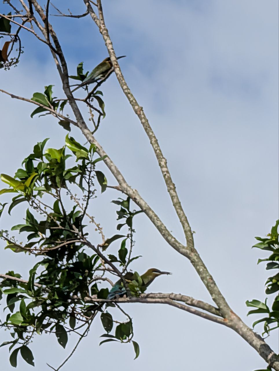 Figure 14: 转过一个角度就能看到一点蓝色了(Pixel)