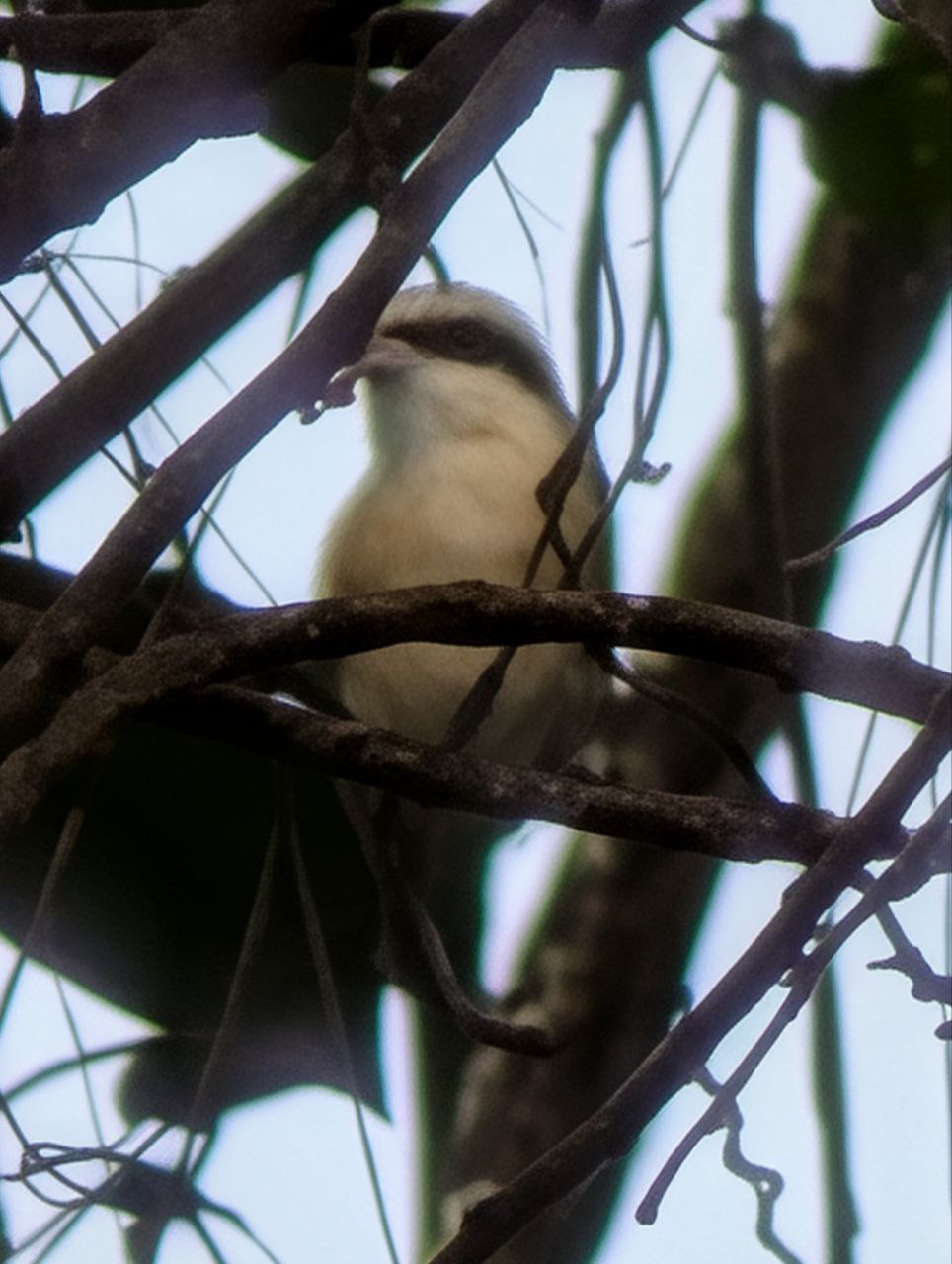 Figure 8: 伯劳那个钩嘴被灌木挡住了,恨!(Pixel)