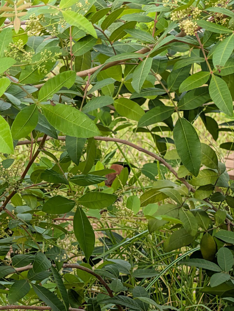 Figure 25: 将就点看吧,没有这么茂密的树丛,文鸟不来,但树丛茂密了容易挡住鸟(Pixel)