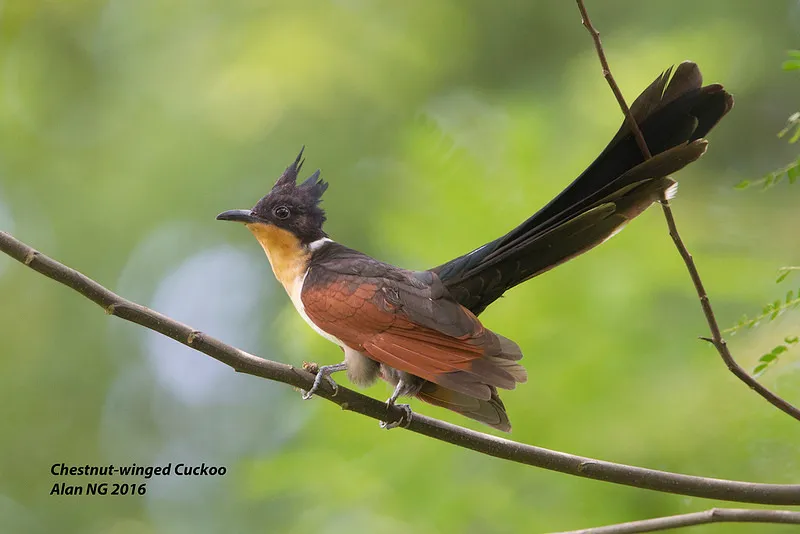 Figure 18: 红翅凤头鹃,图片来源: https://singaporebirds.com/species/chestnut-winged-cuckoo/