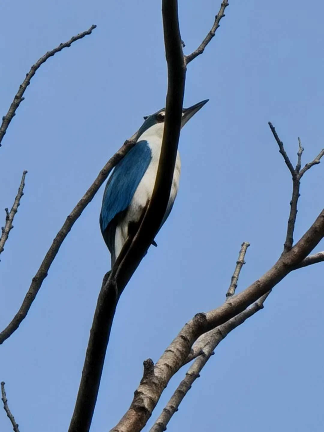 Figure 3: 但特征还是出来了(Pixel)