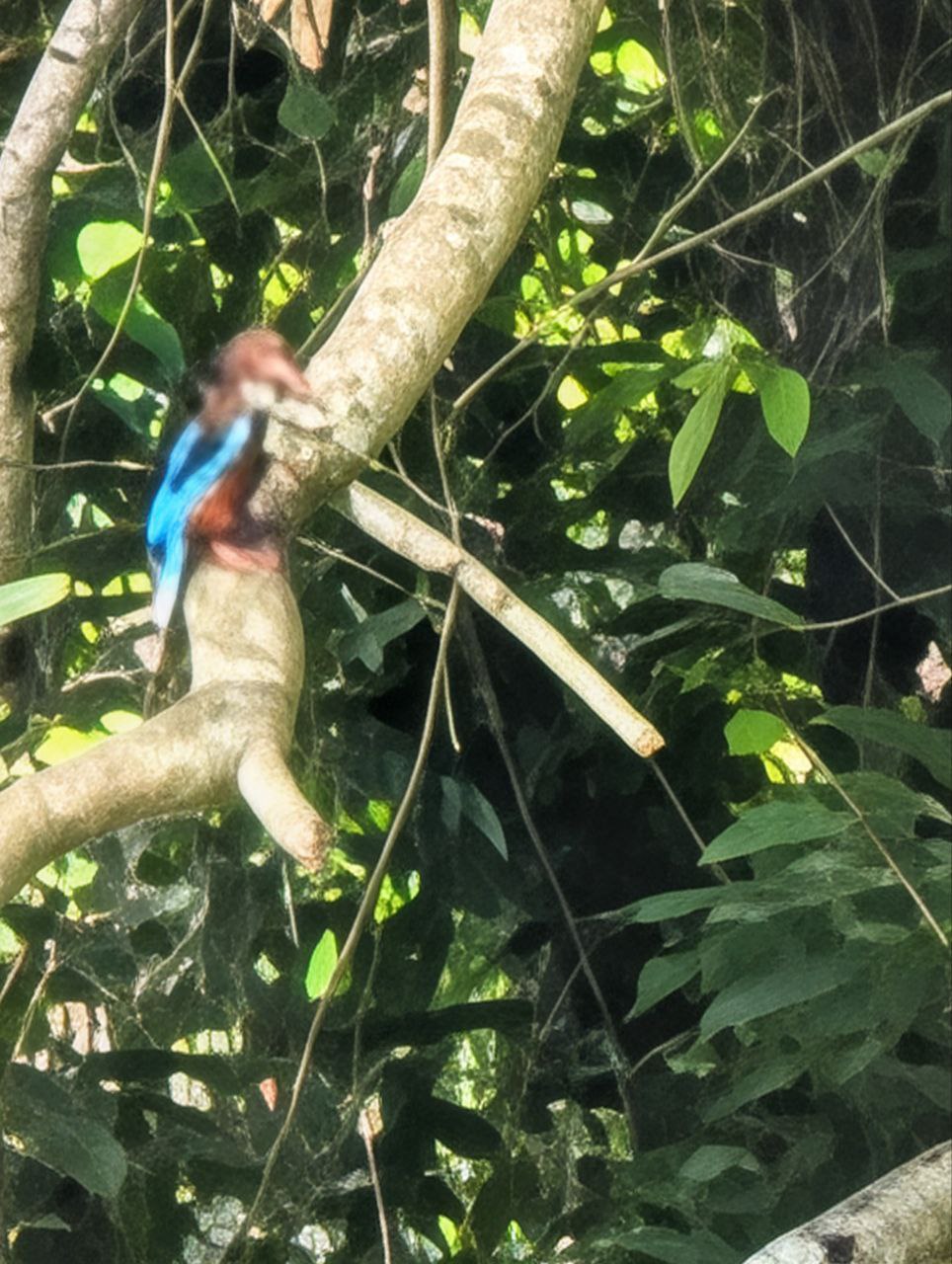 Figure 11: 所以说要有好照片,一靠光线二别抖(Pixel)