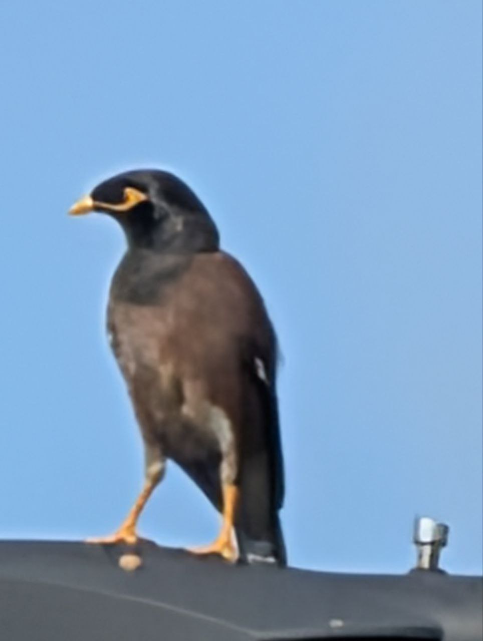 Figure 20: Common Myna 现在也不怎么 Common 了,我来新加坡那么久也就见着两回(Pixel)