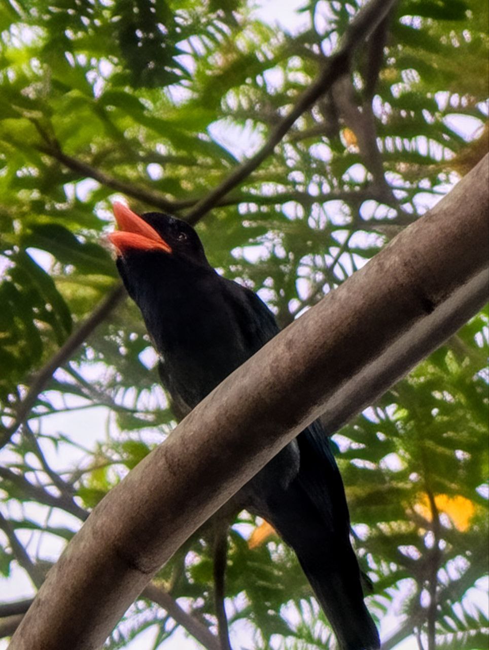 Figure 10: 我觉得真的更像翠金鹃,因为三宝鸟的嘴更像钩子,但拍得这么糊,没办法了(Pixel)