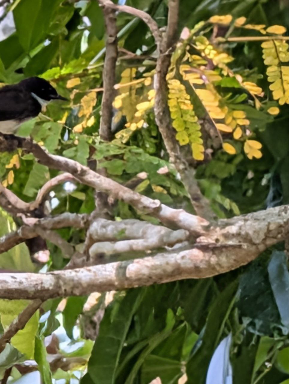 Figure 28: 虽然最重要的扇尾没拍到,但是脖子这白环跟白色胸部也很突出了(Pixel)