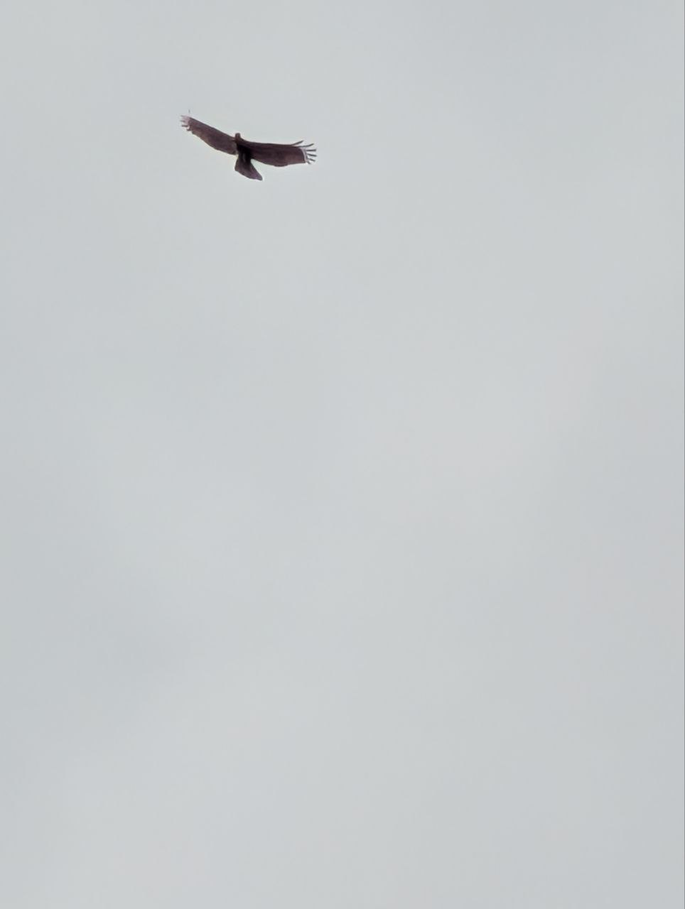 Figure 19: 翅膀末端是白色的,会是凤头蜂鹰吗?(Pixel)