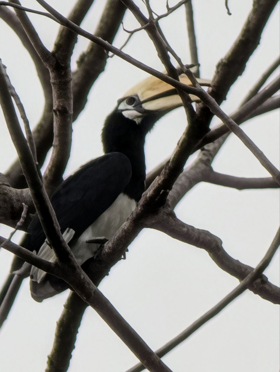 Figure 6: 这张算法补得有点夸张了,脖子上都补出绒毛了(Pixel)