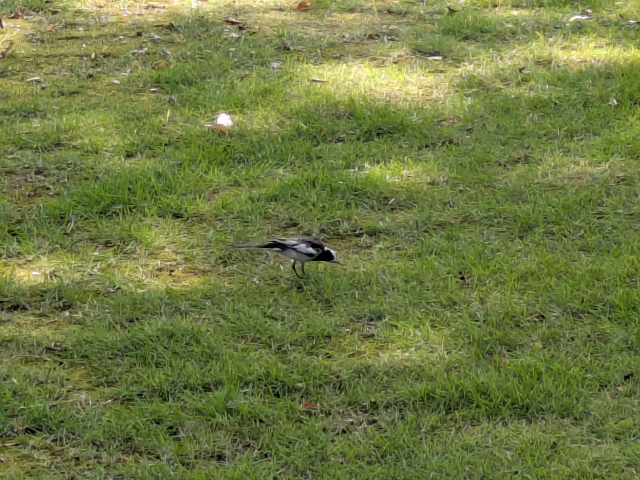 Figure 2: 日本鹡鸰