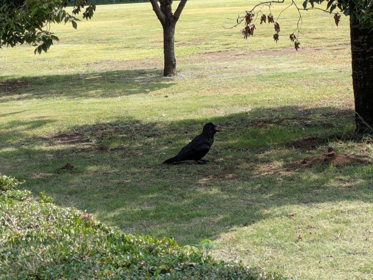 Figure 3: 大嘴乌鸦