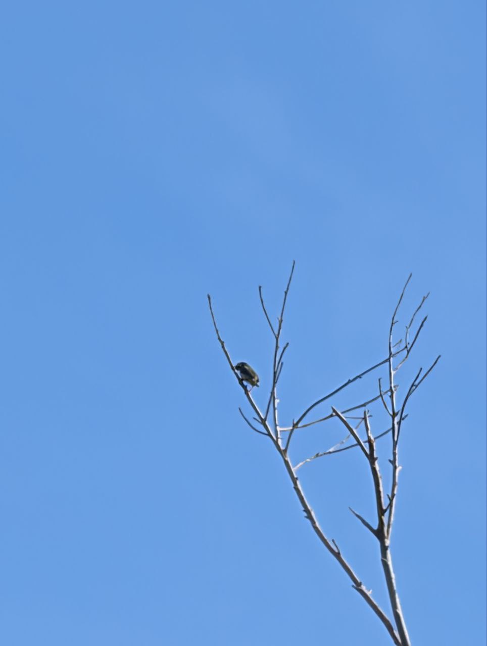 Figure 15: 丫站那么高,我也没办法(Pixel)