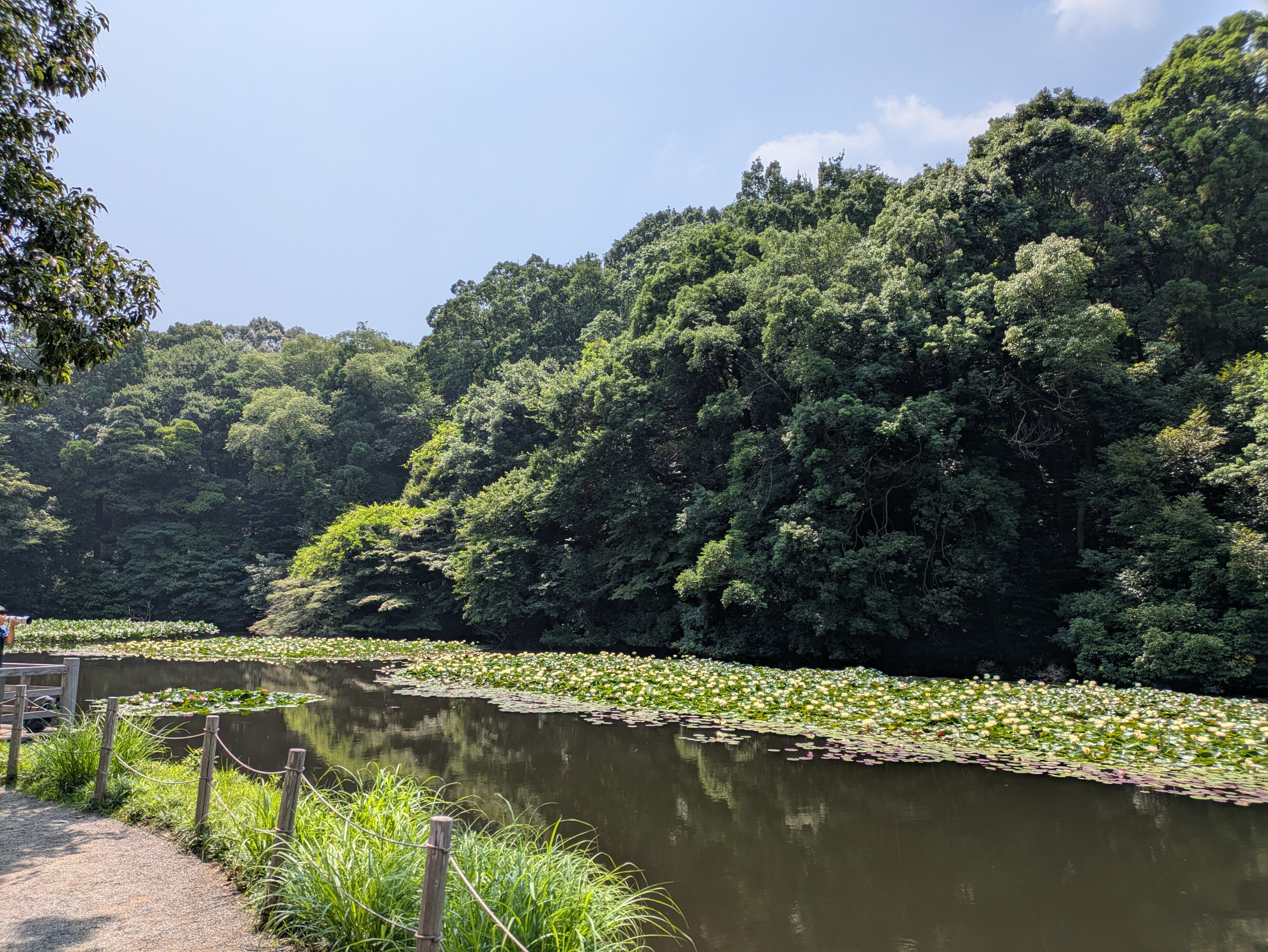 Figure 31: 神宫御苑睡莲池