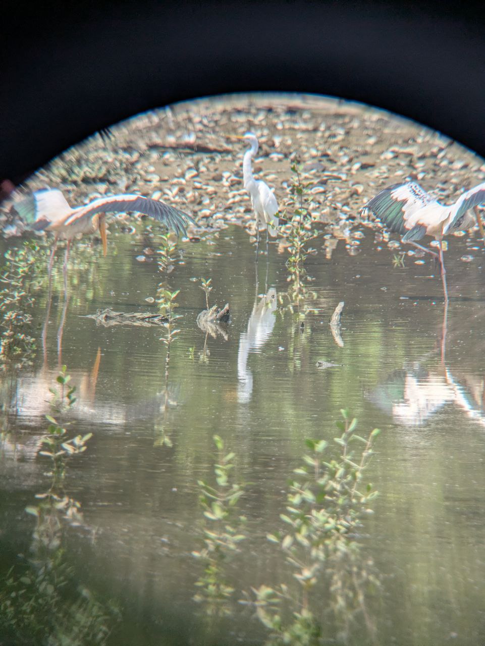 Figure 4: 通过单筒镜用手机拍摄的白鹮鹳