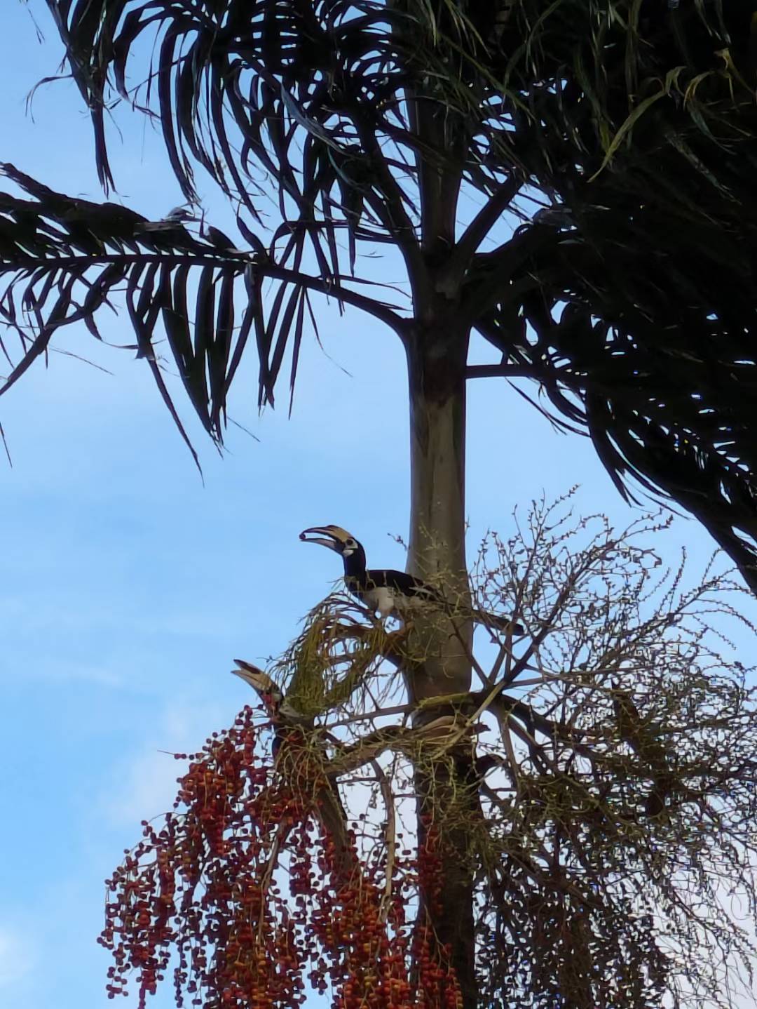 Figure 10: 我拍的冠斑犀鸟