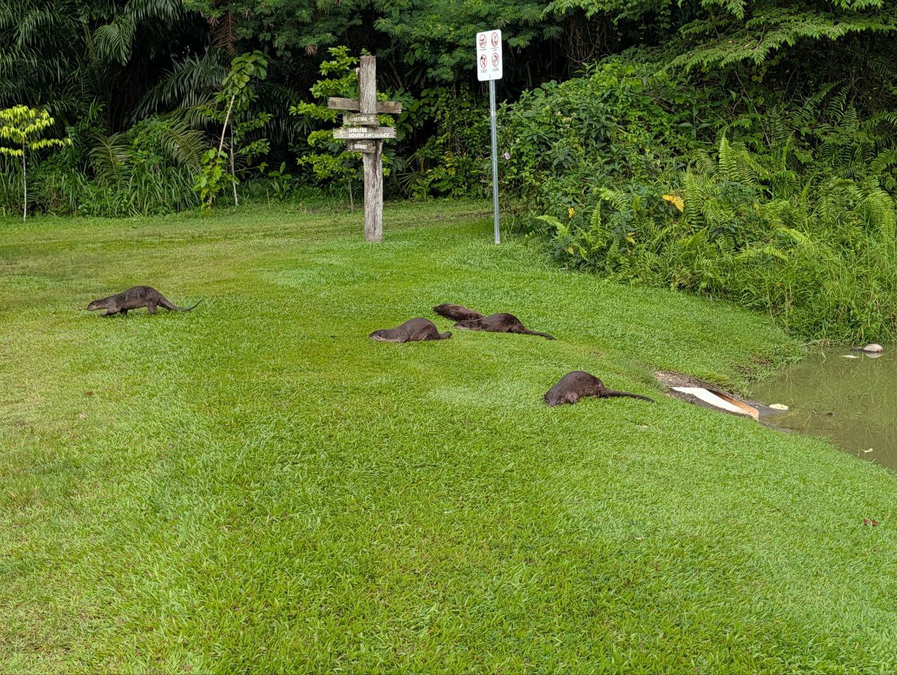 Figure 4: 水獭一家五口(Pixel)