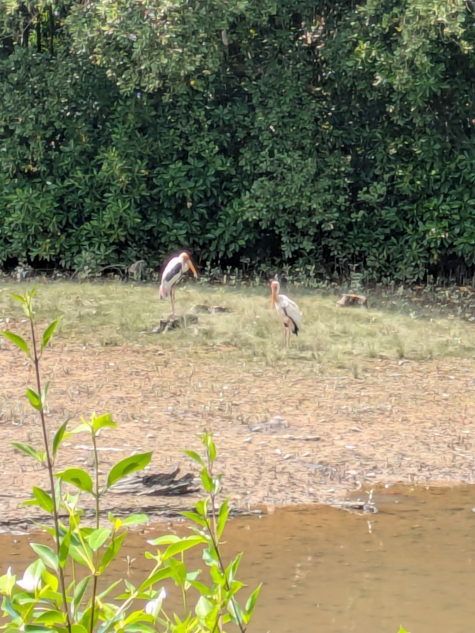 Figure 8: 彩鹳,手机拍摄,能看到粉色的毛