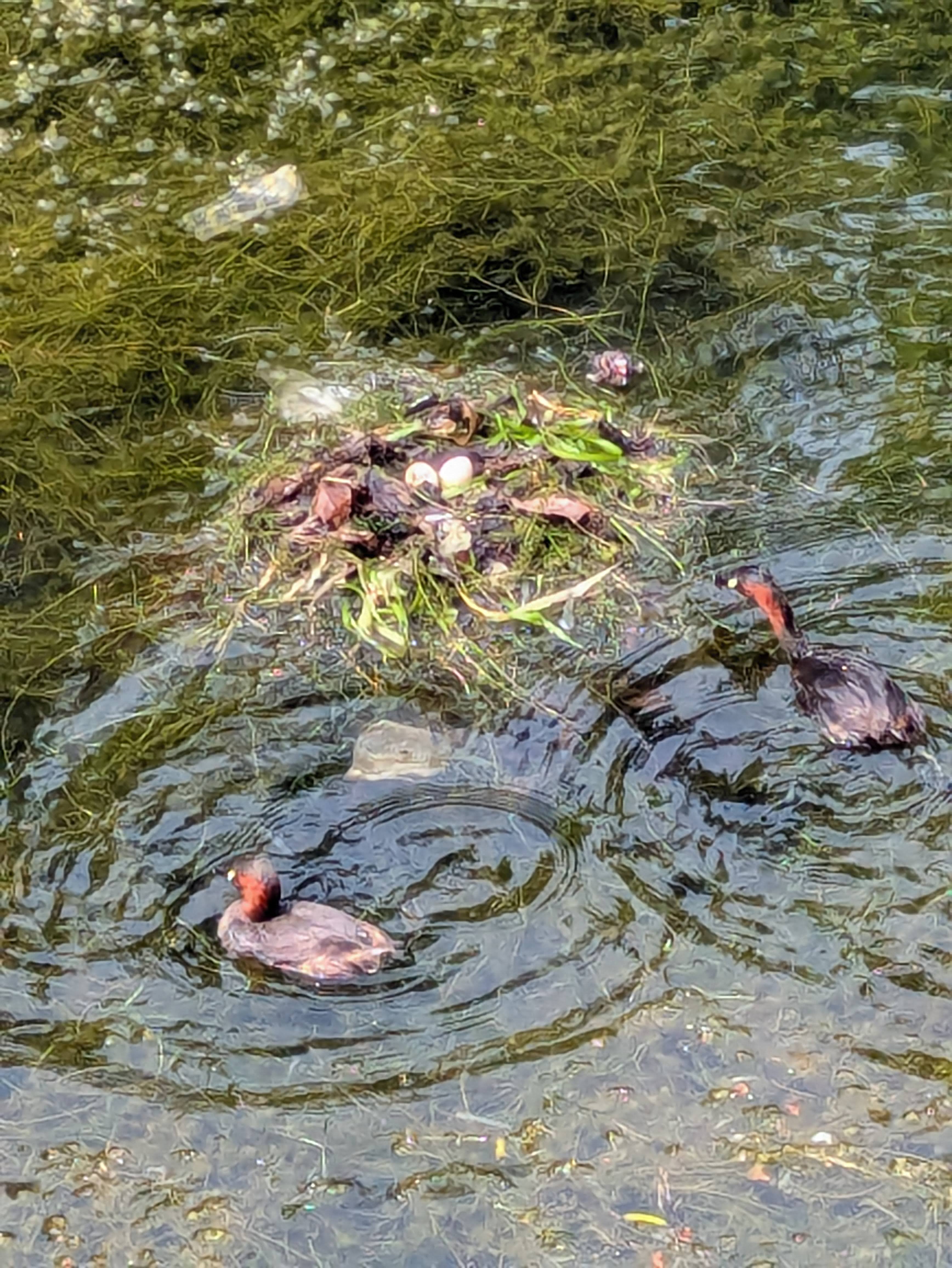 Figure 24: 小䴙䴘一家