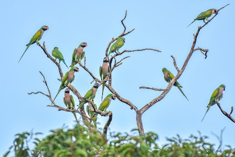 Figure 6: 绯胸鹦鹉，雄性的喙是红色的，雌性是黑色的