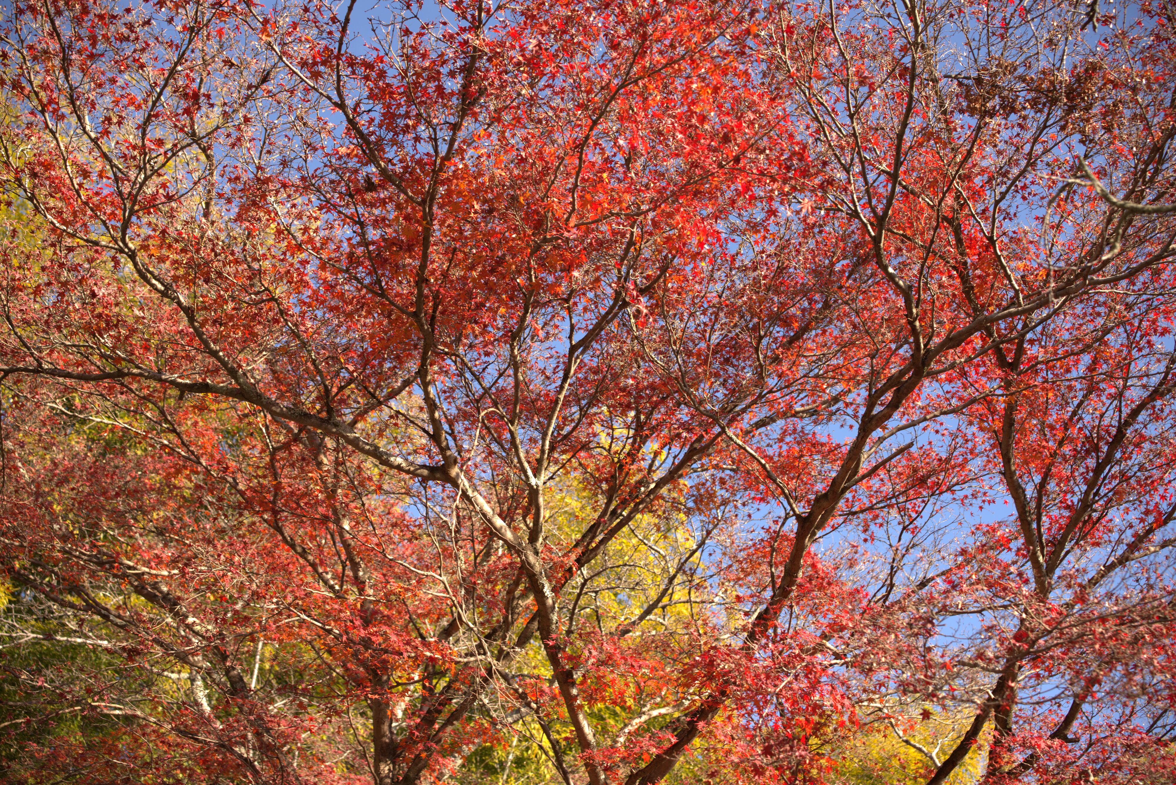 Figure 8: 我想不到红叶季也是旅游旺季