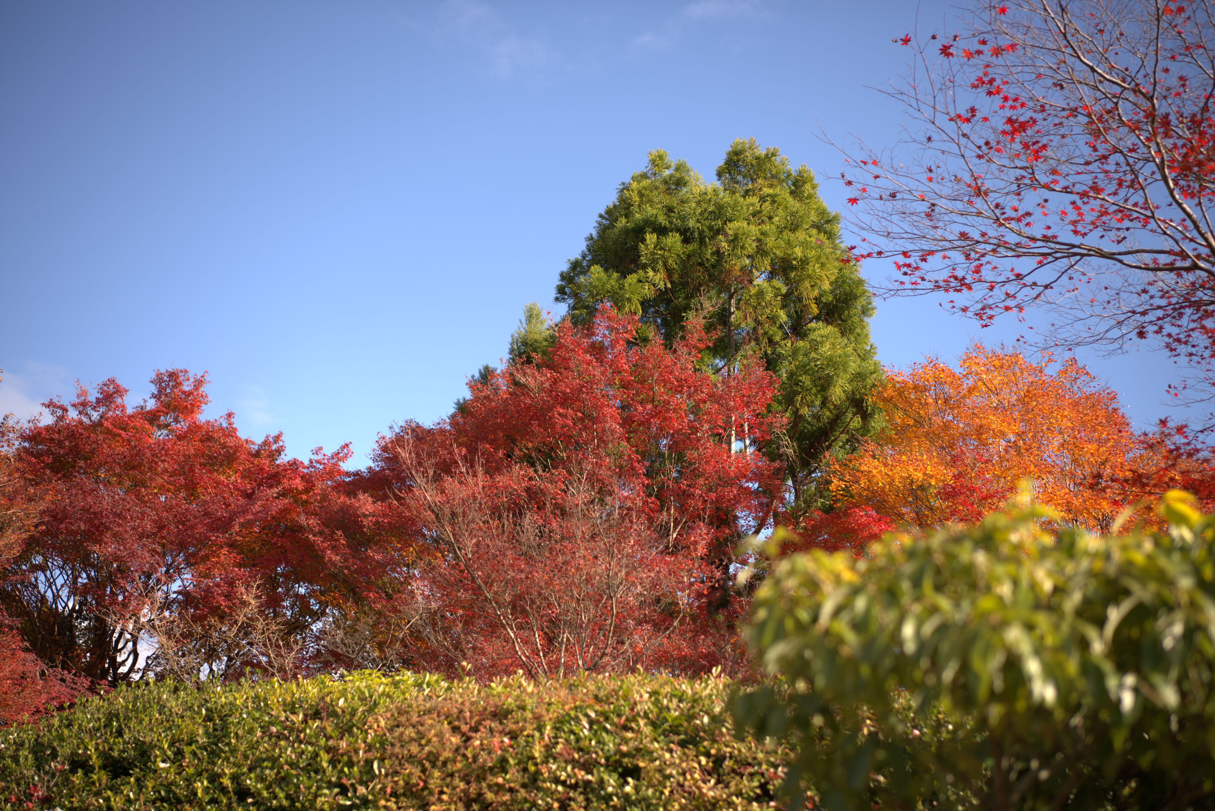 Figure 9: 但红叶确实挺漂亮的