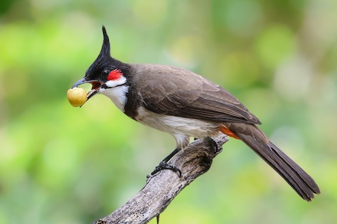 Figure 11: 红耳鹎