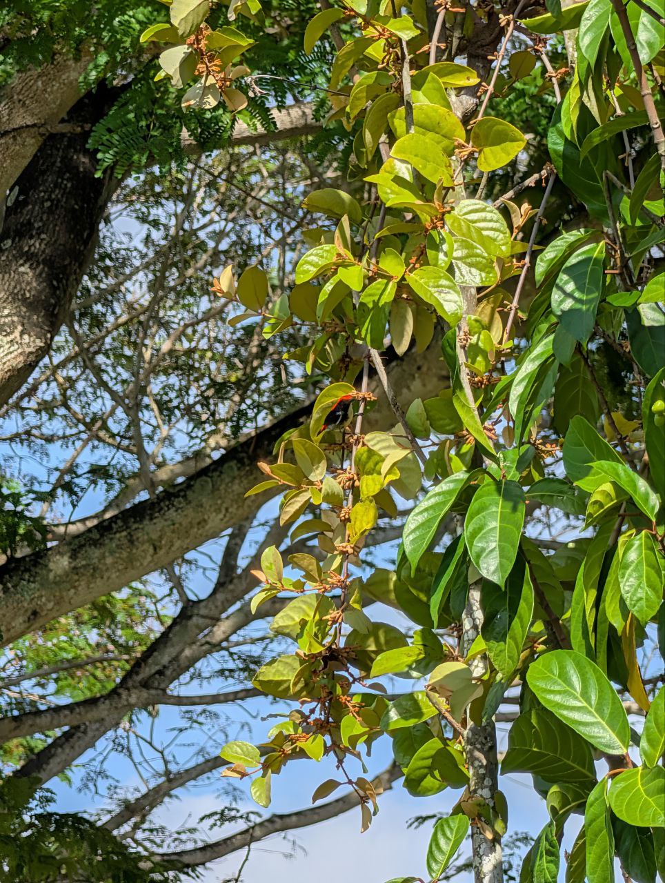 Figure 16: 朱背啄花鸟,真的很漂亮(Pixel)