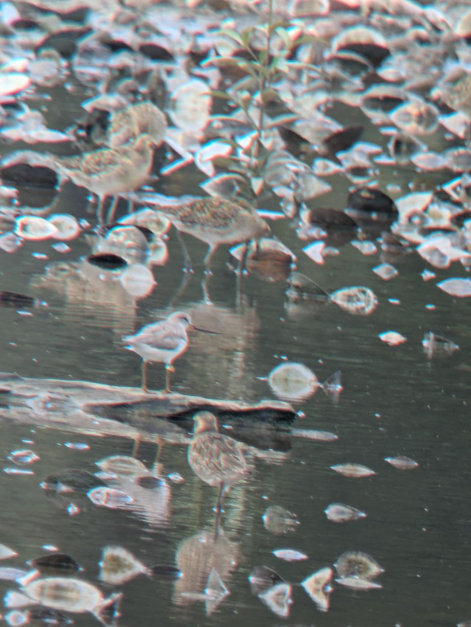 Figure 11: 反嘴鹬,在高倍单筒镜下,用手机都能看清楚它那独特的喙