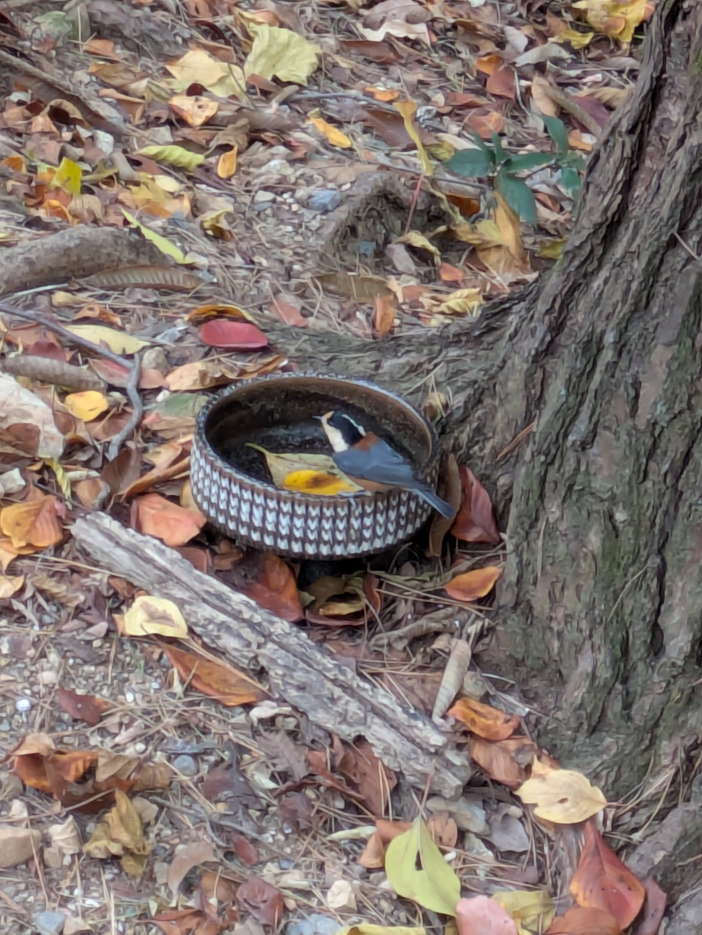 Figure 41: 杂色山雀