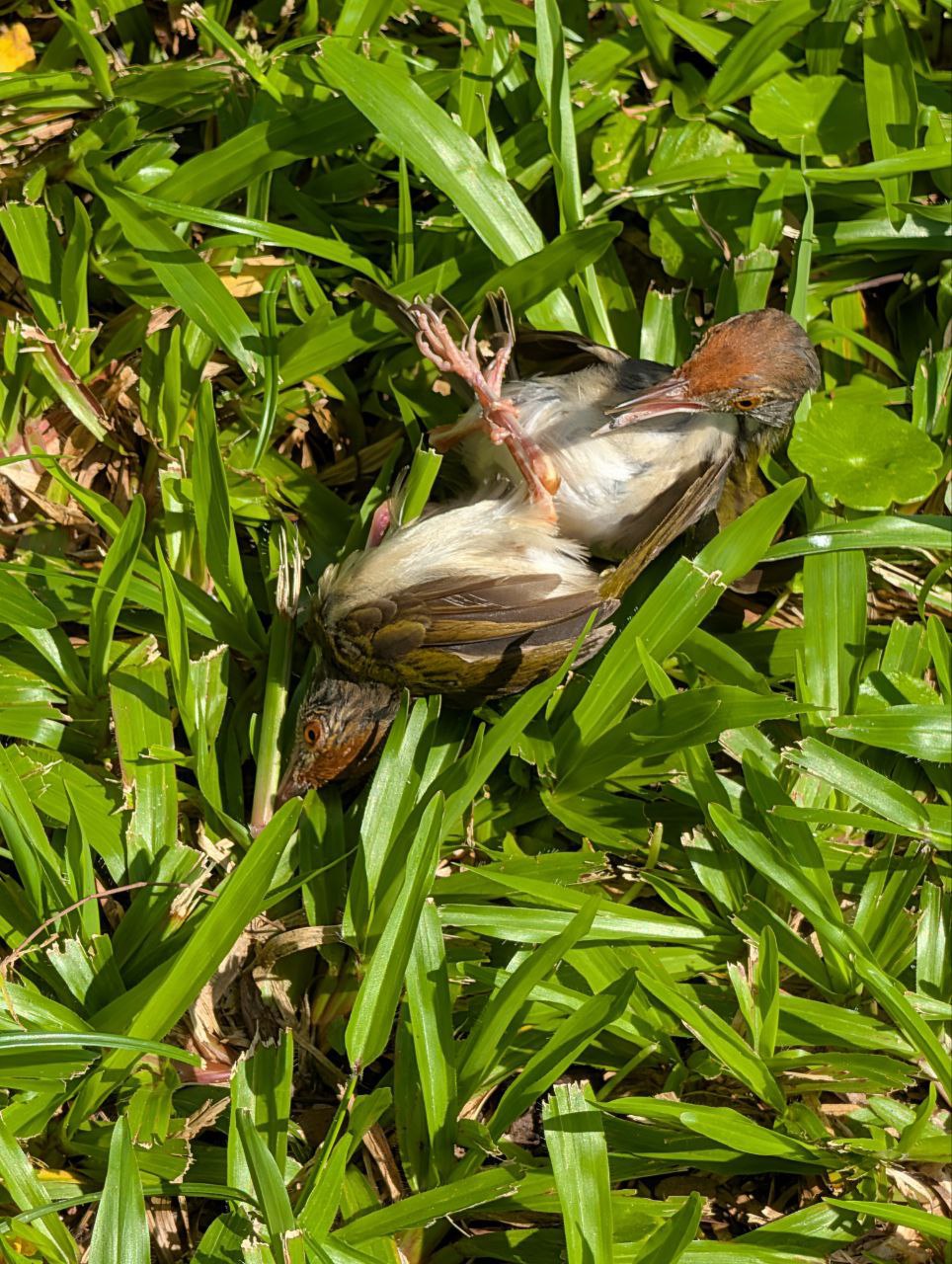 Figure 17: 有认识的朋友给说说吗?(Pixel)