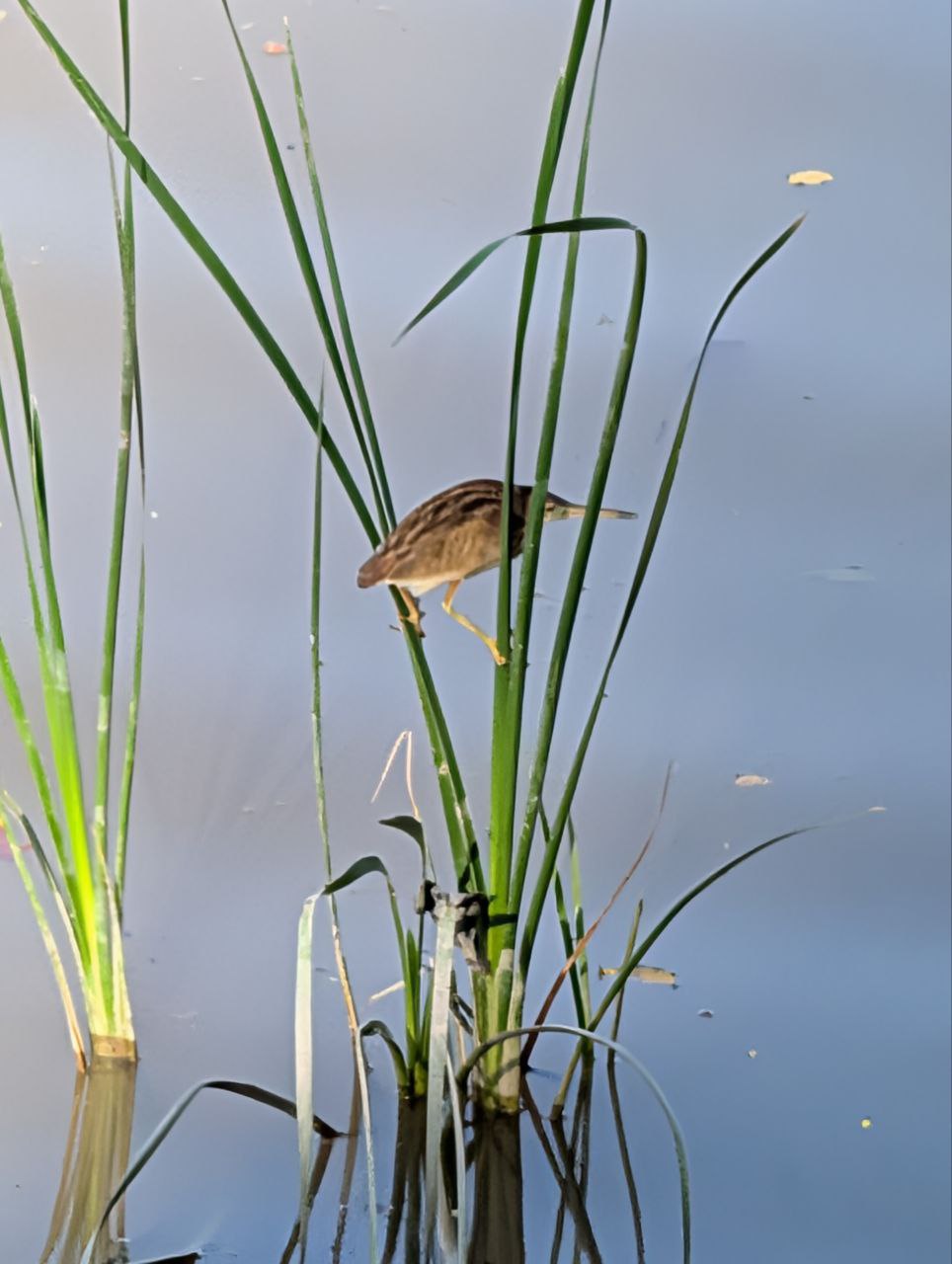 Figure 12: 黄苇鳽(Pixel)