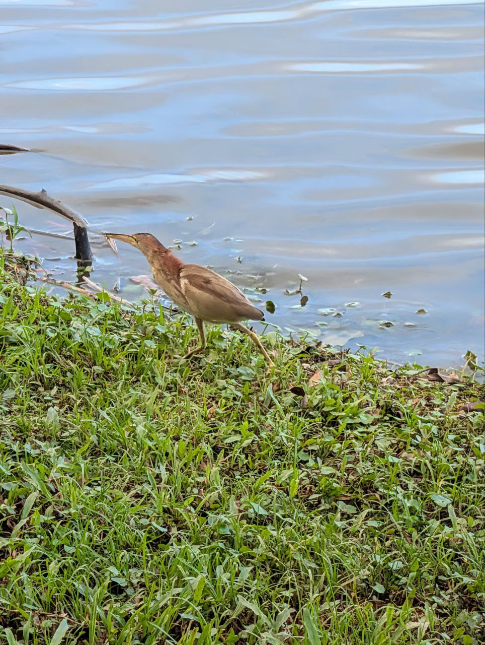 Figure 23: 黄苇鳽,脖子上还真的有点红(Pixel)